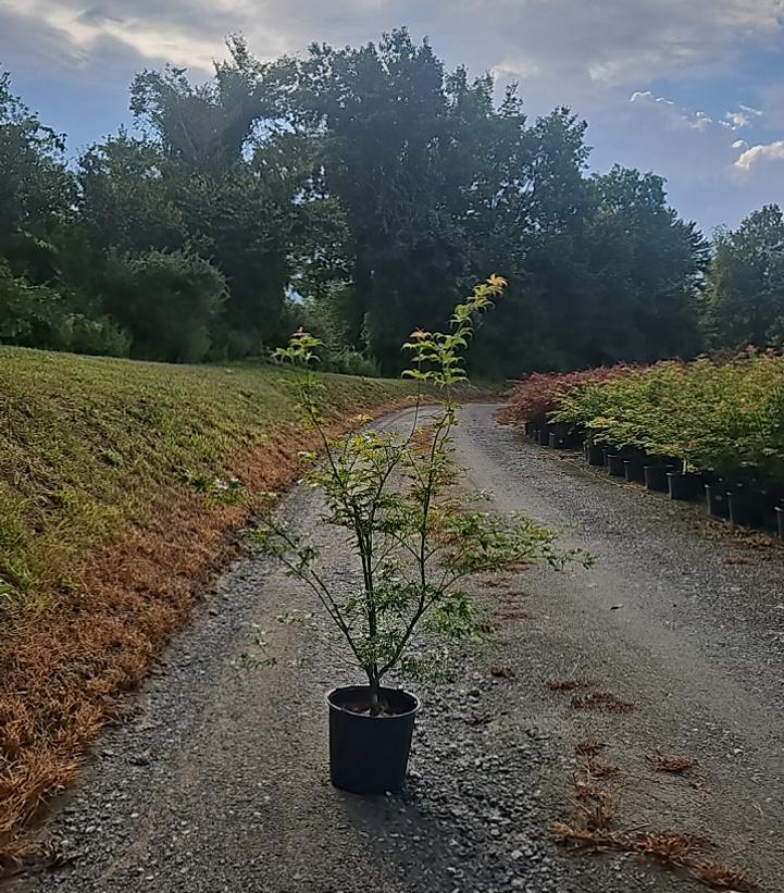 Acer rubrum 'October Glory'