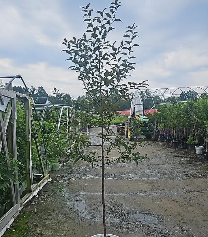 Malus x Show Time™