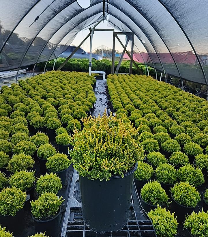 Calluna vulgaris 'Blazeaway'