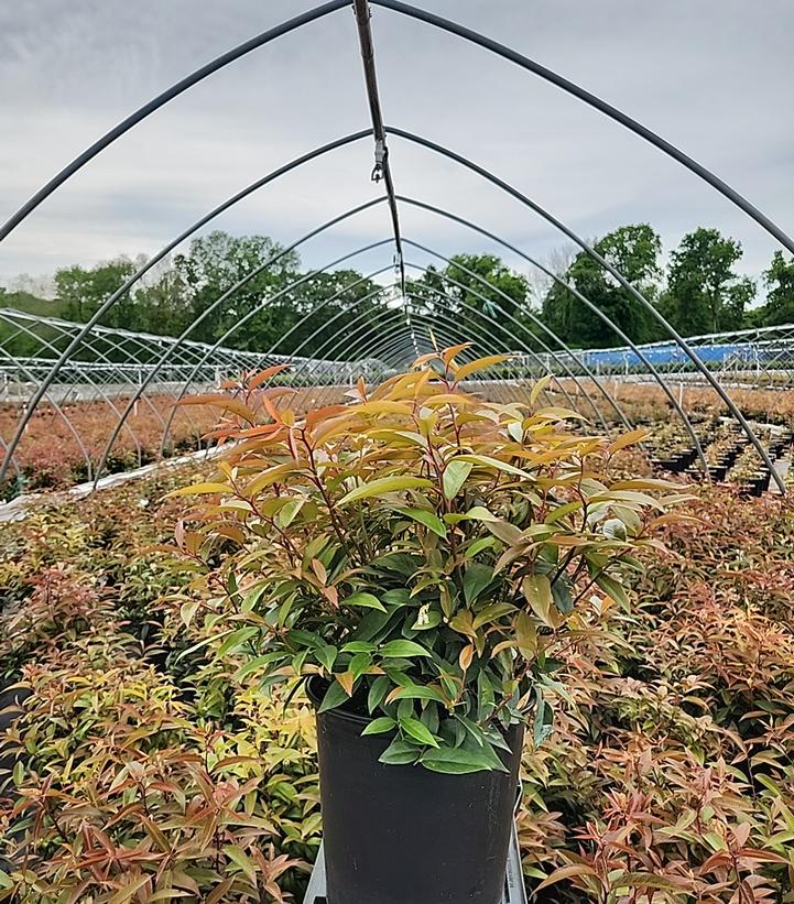 Leucothoe axillaris 'Rejoyce'