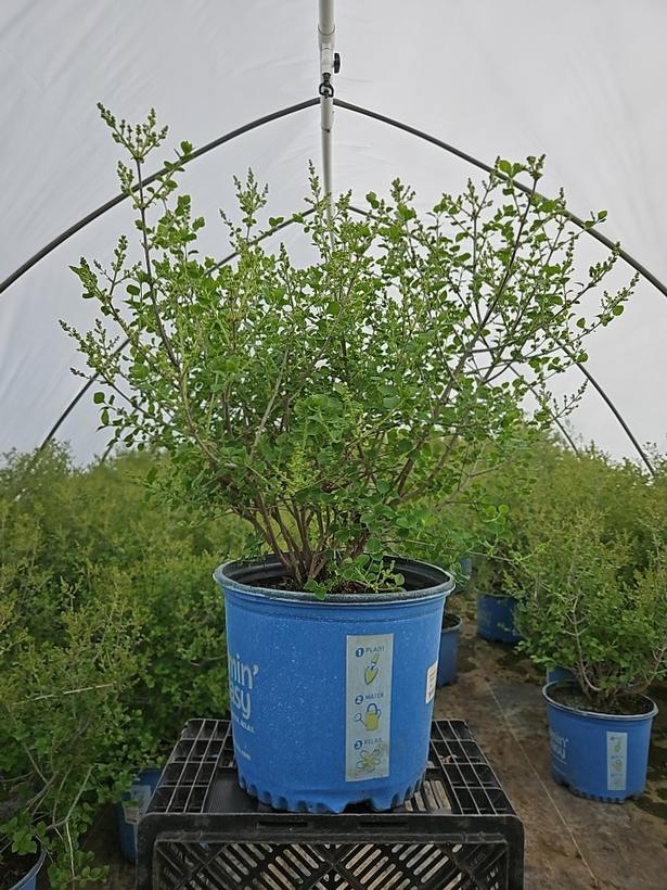 Syringa meyeri Pearl Potion™