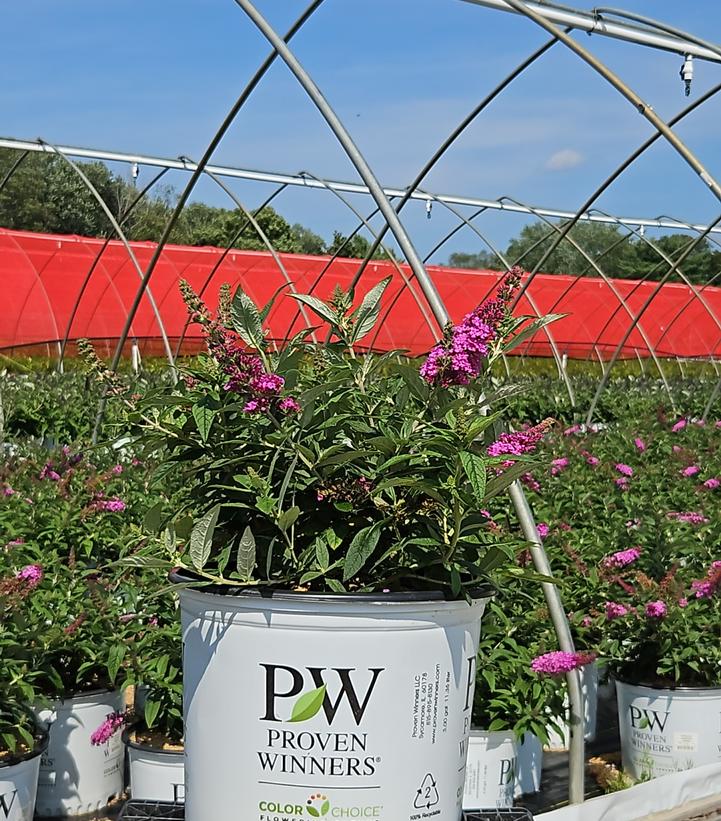 Buddleia x Pugster Pinker®