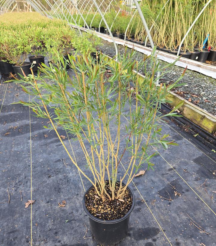 Salix koriyanagi 'Rubykins'