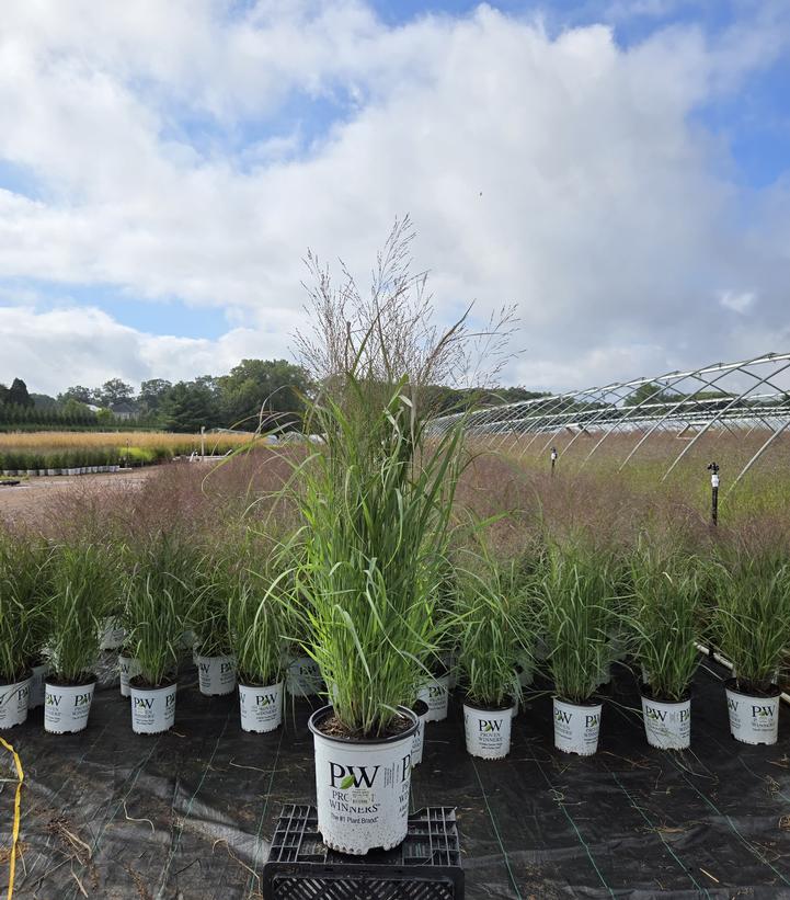 Panicum virgatum Prairie Winds® Apache Rose