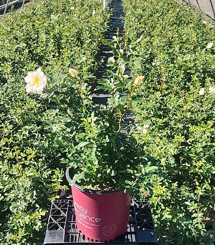 Rosa Easy Elegance® Oscar Peterson™