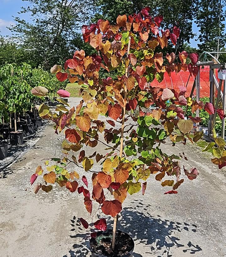 Cercis canadensis Flame Thrower®