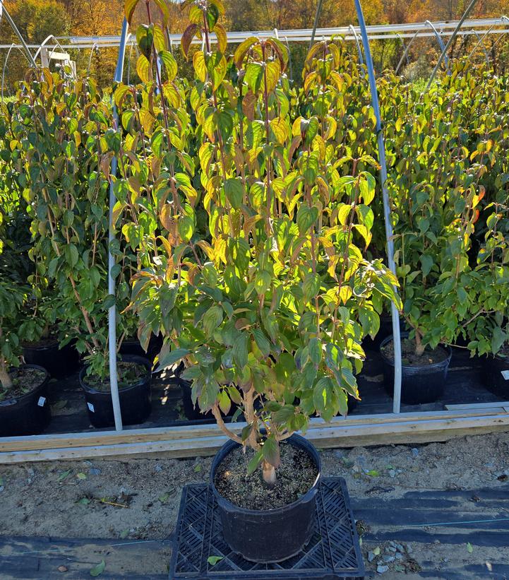 Cornus mas 'Golden Glory'