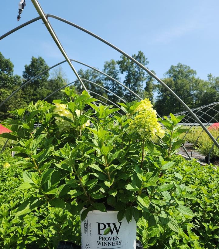 Hydrangea paniculata Little Lime Punch®