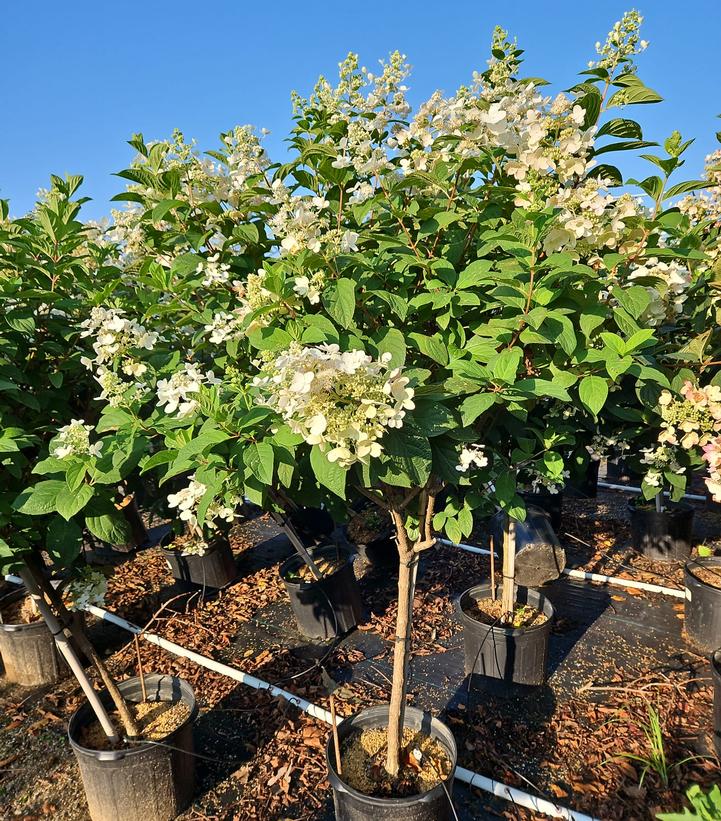 Hydrangea paniculata Pink Diamond