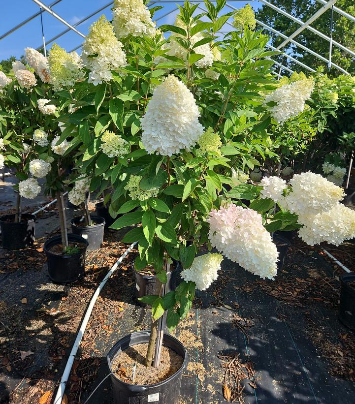 Hydrangea paniculata Sweet Summer