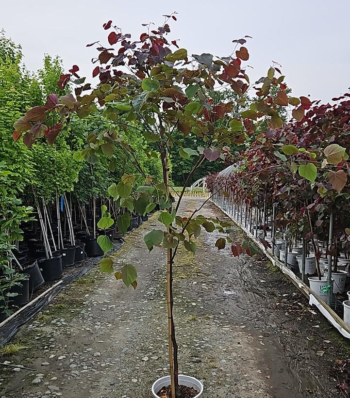 Cercis canadensis Midnight Express®