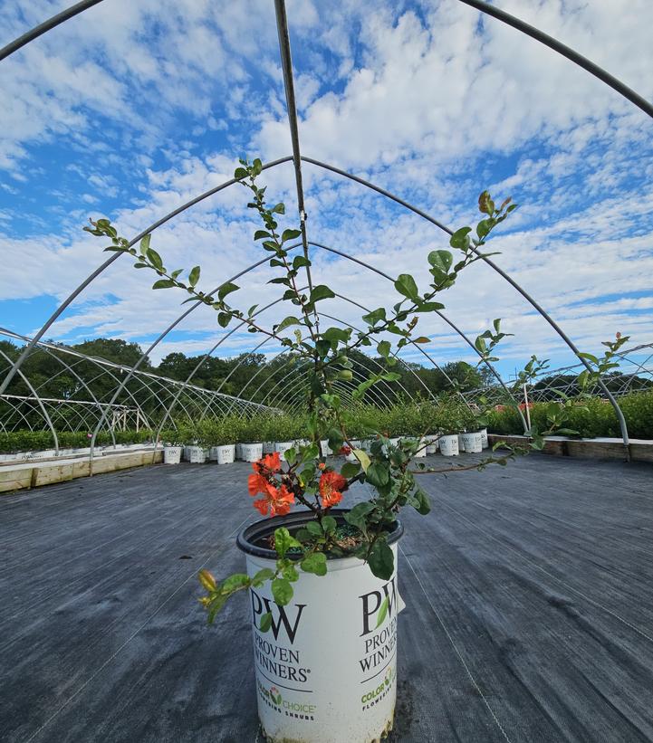 Chaenomeles speciosa Double Take® Peach