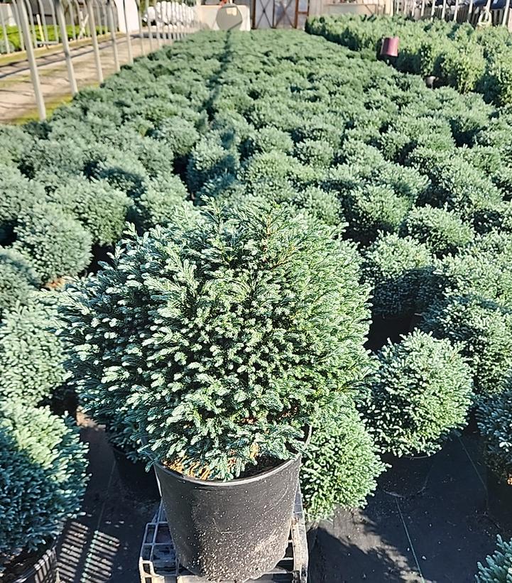 Chamaecyparis pisifera 'Blue Moon'