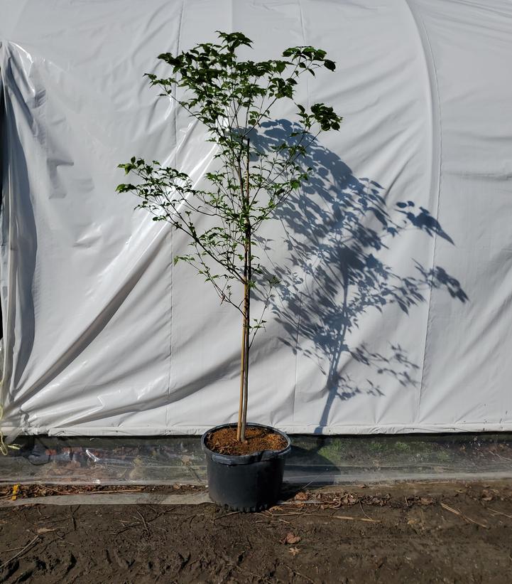 Cornus kousa Scarlet Fire®