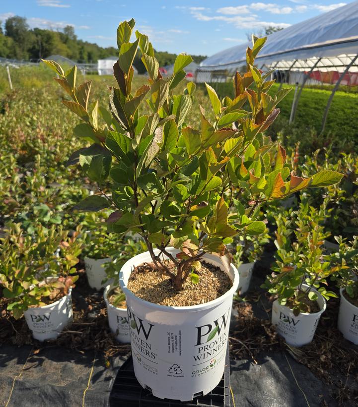 Fothergilla x intermedia Legend Of The Small®