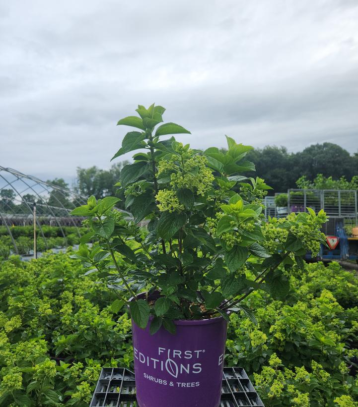 Hydrangea paniculata Little Hottie® Panicle Hydrangea