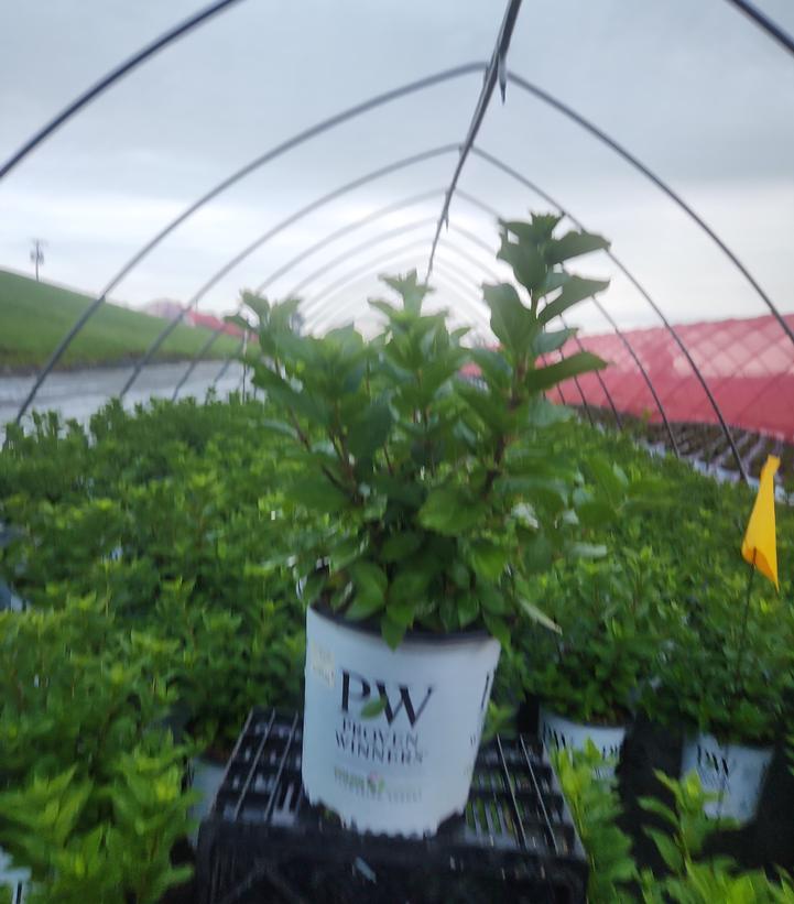 Hydrangea paniculata Little Lime Punch®