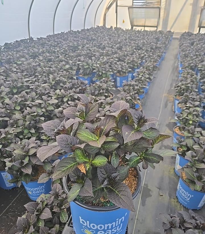 Hydrangea macrophylla 'Kimono'