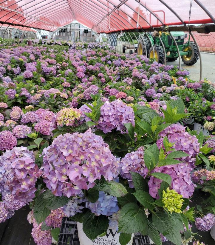 Hydrangea macrophylla Let's Dance ¡Arriba!®