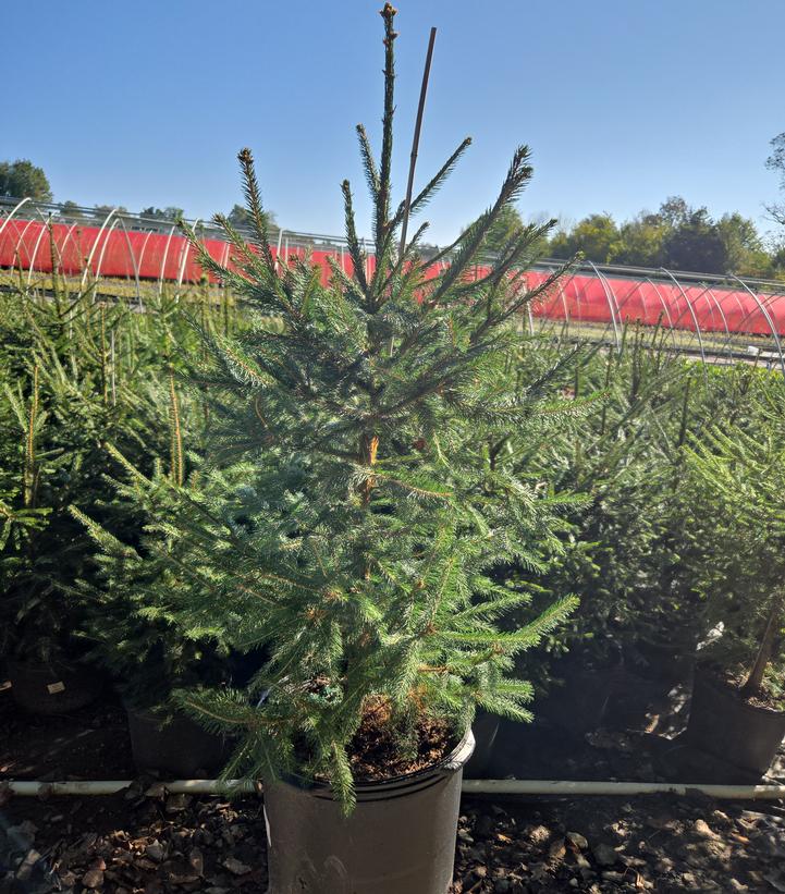 Picea abies