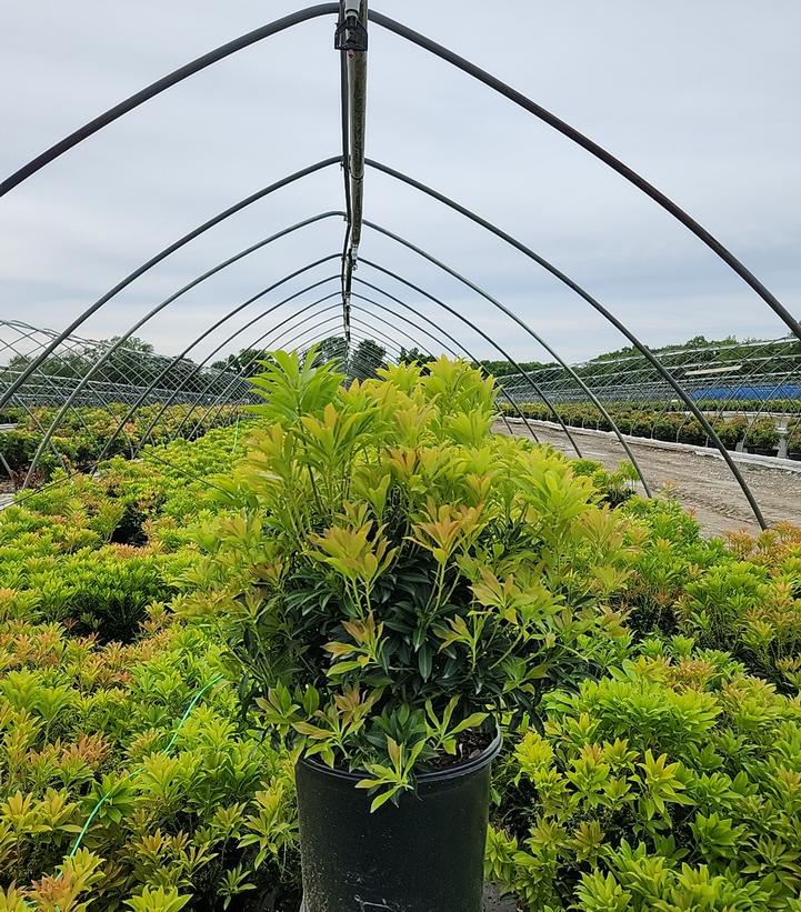 Pieris japonica 'Purity'