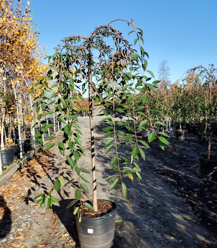 Prunus Pink Cascade®