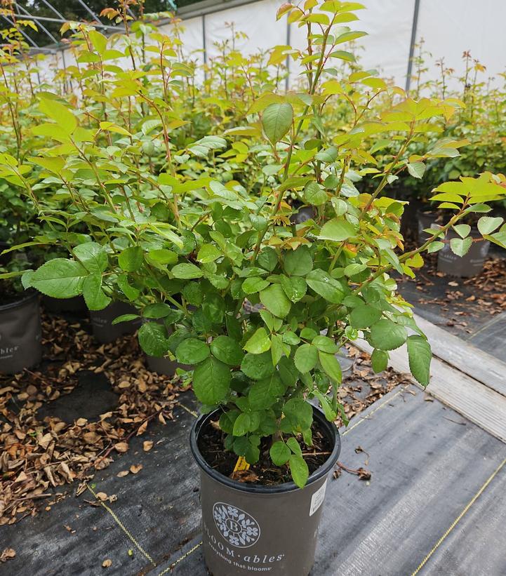 Rosa Romantica® Moonlight