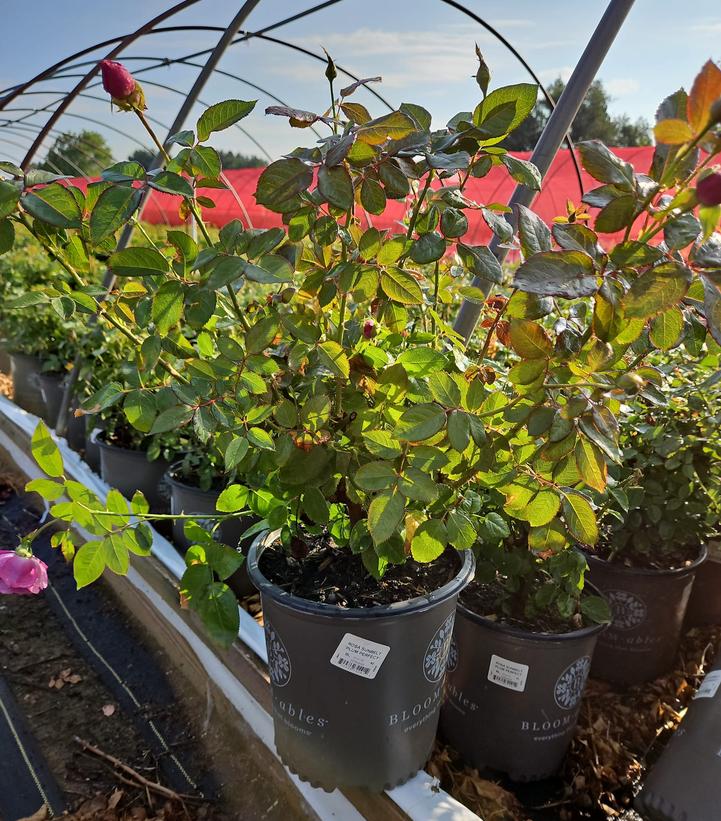 Rosa Plum Perfect Sunbelt®