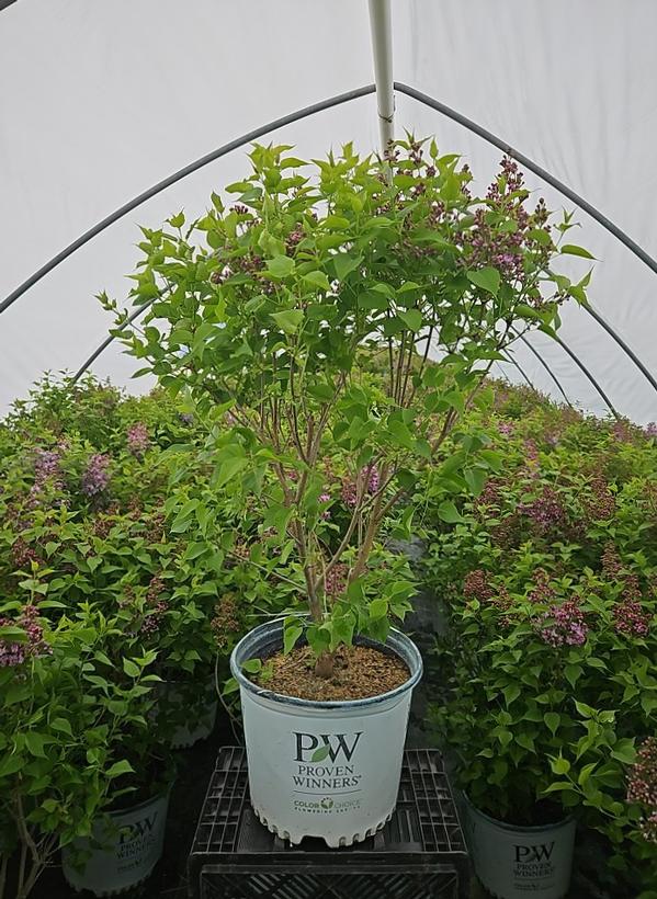 Syringa x hyacinthiflora Scentara Pura®