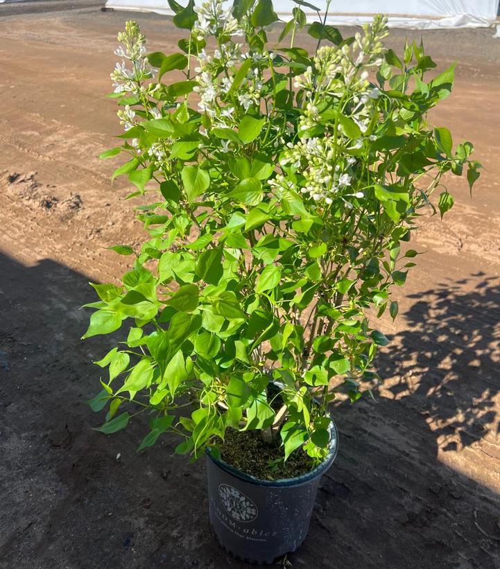 Syringa vulgaris New Age™ White