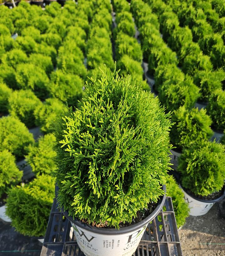 Thuja occidentalis Tater Tot®