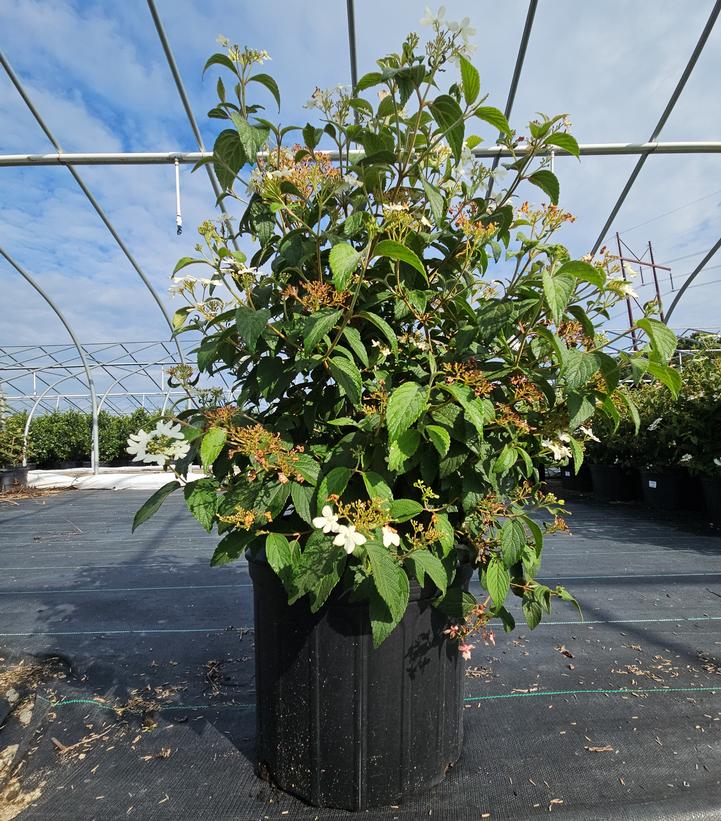 Viburnum plicatum f. tomentosum 'Summer Snowflake'