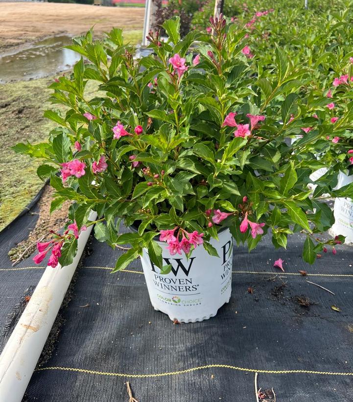 Weigela florida Snippet® Dark Pink