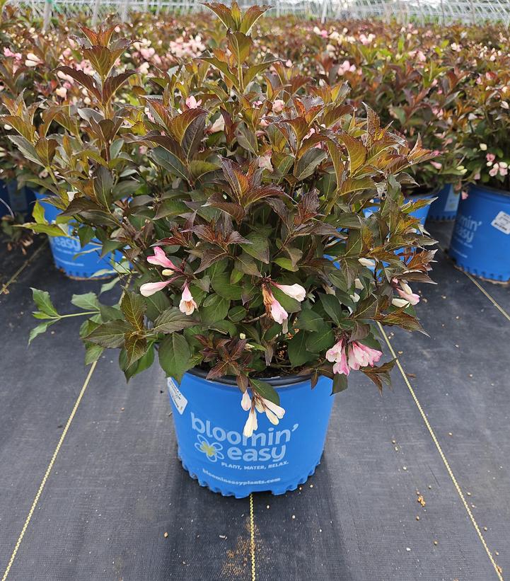 Weigela x Afterglow™