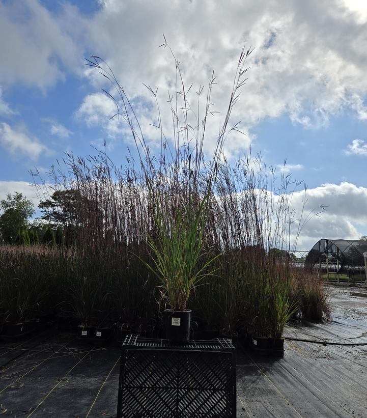 Andropogon gerardii 'Red October'