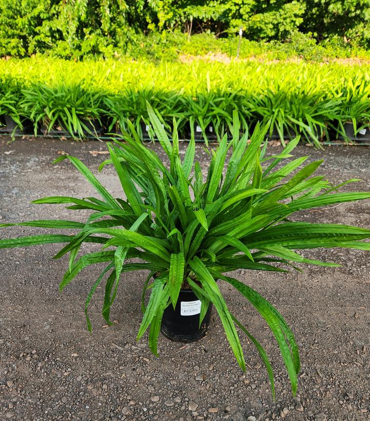Carex plantaginea 