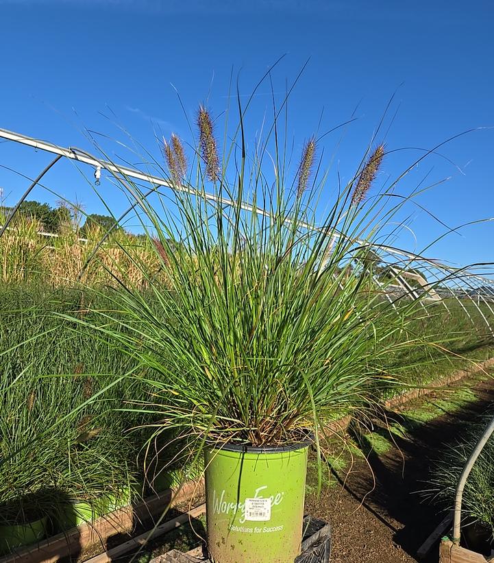 Pennisetum alopecuroides Etouffee™