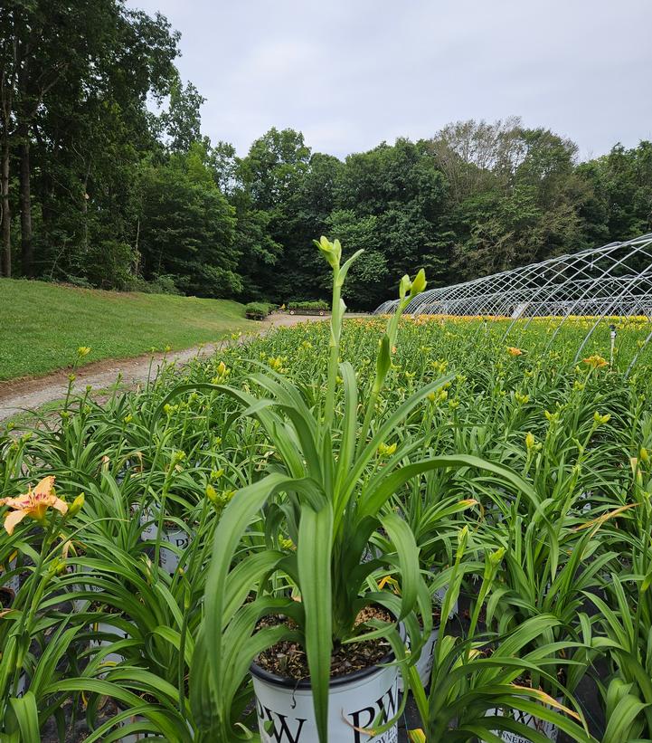 Hemerocallis Rainbow Rhythm® 'King of the Ages'