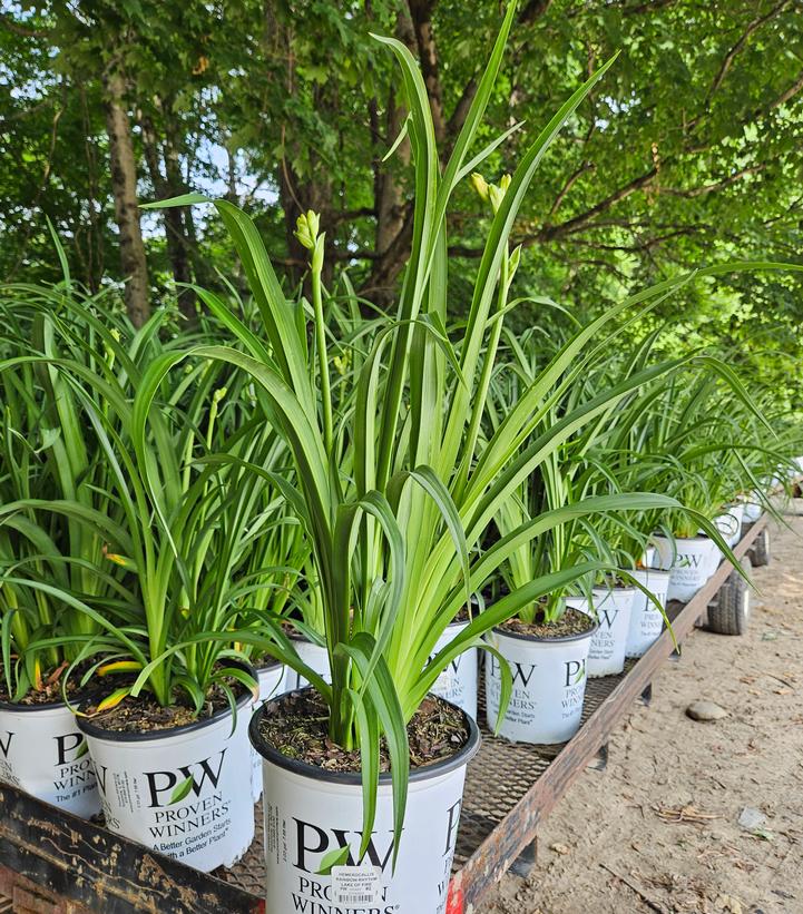 Hemerocallis Rainbow Rhythm® 'Lake of Fire'