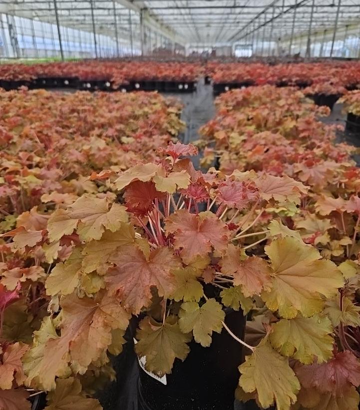 Heuchera 'Ruby Tuesday'