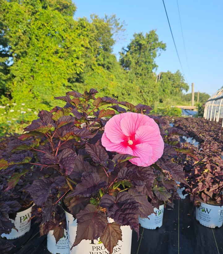 Hibiscus x Summerific® Edge of Night