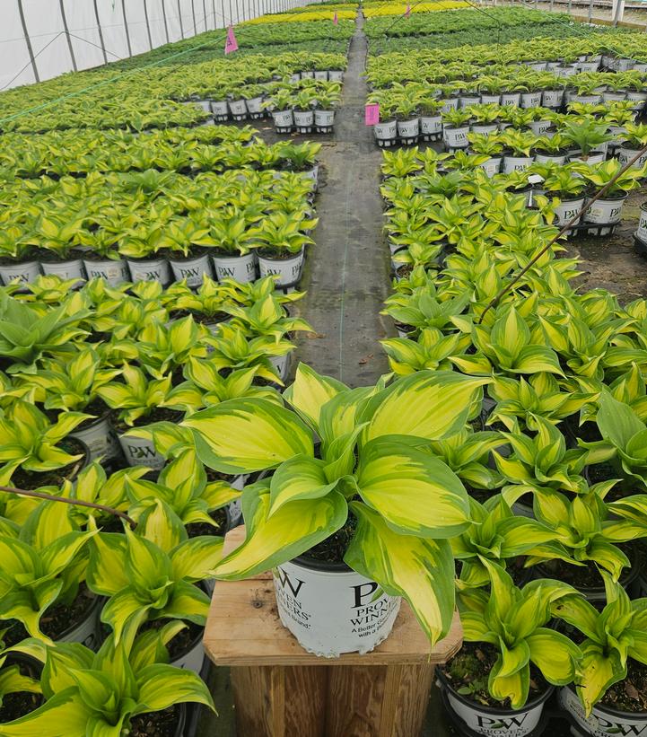 Hosta x Shadowland® Shadowland® 'Miss America'