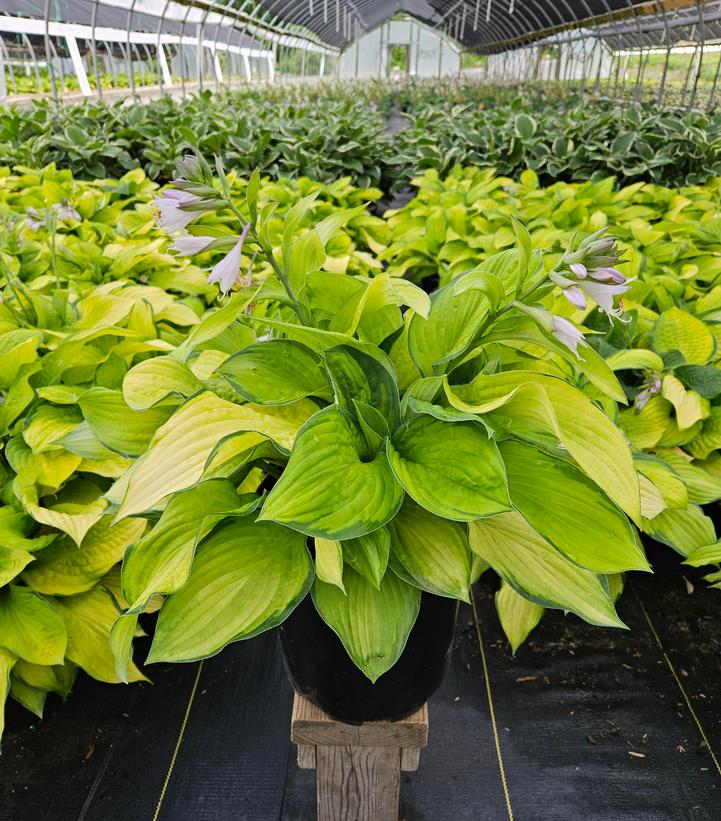 Hosta x 'Gold Standard'