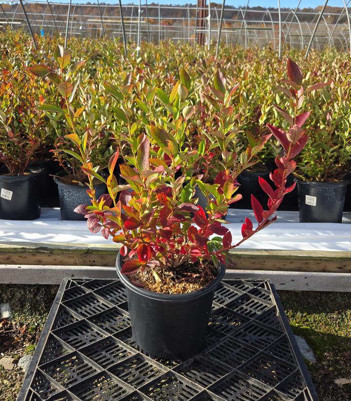 Vaccinium corymbosum 'Chandler'