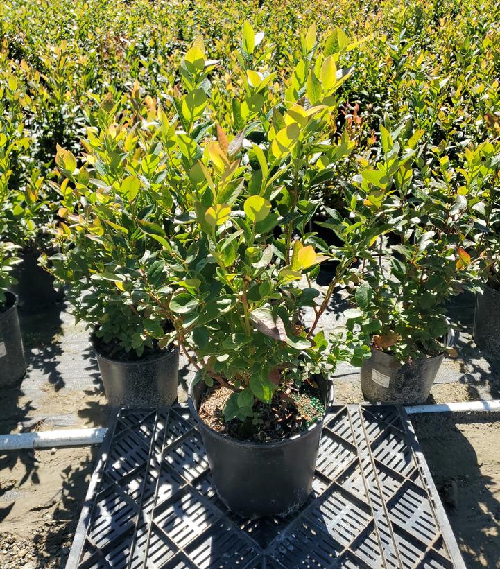 Vaccinium corymbosum 'Polaris'