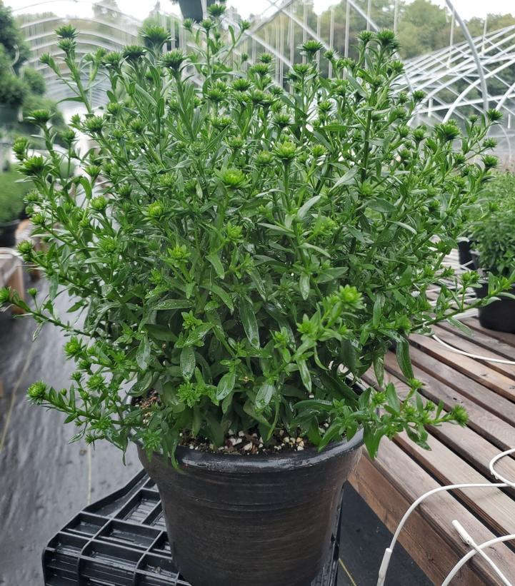 Aster novi-belgii Showmakers® 'Blue Bayou'