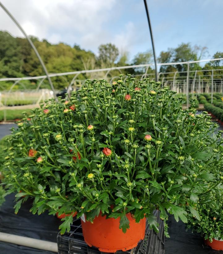 Chrysanthemum Orange