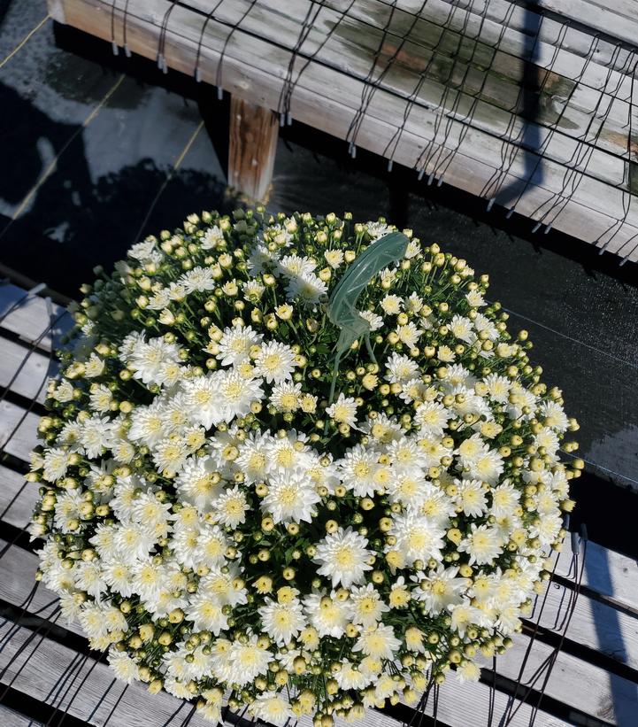 Chrysanthemum White