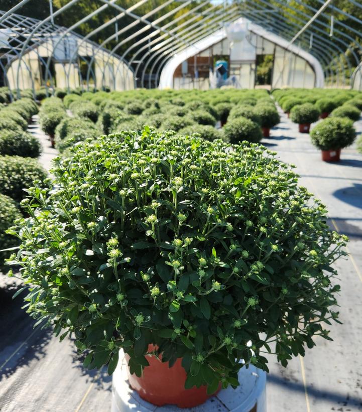 Chrysanthemum White