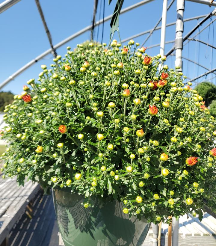 Chrysanthemum Yellow